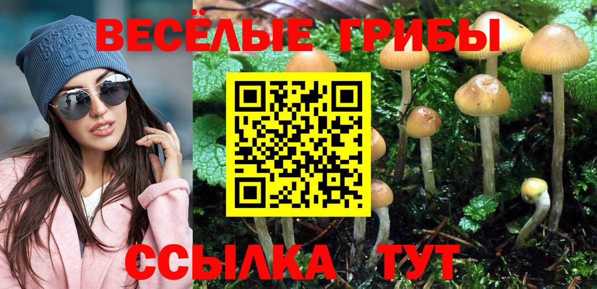 Псилоцибиновые грибы Psilocybe Красноярск